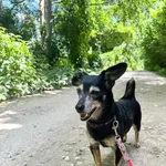 Pies do adopcji, Tychy, 16 maja 2025