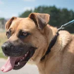 Aza - wesoła, łagodna suczka w typie molosa