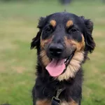 Znaleziono psa, Tatary, 11 czerwca 2025