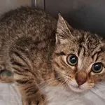 Kot do adopcji, Olsztyn, 27 czerwca 2025