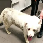 Pies odnaleziony w dniu 01.07.2025 r. przy ul. Akademickiej.