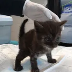 Kot do adopcji, Szczecin, 13 czerwca 2025