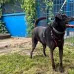 Rex to ok 10 kilogramowy piesek. Na spacerze jest bardzo grzeczny, na wybiegu trzyma się blisko opiekuna i przychodzi na zawołanie. W dodatku nie interesują go żadne piłeczki i zabawki, najważniejszy 