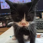 Kot do adopcji, Olsztyn, 24 czerwca 2025