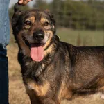 Borys - kochana psia przylepa szuka domu!