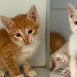 Znaleziono kota, Lublin, 1 lipca 2025