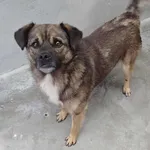 Znaleziono psa, Lublin, 29 czerwca 2025