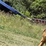 Imię:  Zenek Chip: 616093902545973 Płeć : Samiec Wiek:  marzec 2024 Wielkość:  mała Kastracja/sterylizacja:  Tak Inne Psy:  Akceptuje towarzystwo suczek i psów, Dzieci:  W wieku szkolnym.  Charakter: 