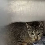 Znaleziono kota, Gdańsk, 3 lipca 2025