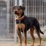 Zaginął pies, Warszawa, 3 lipca 2025