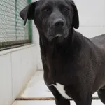 Pies do adopcji, Bełchatów, 7 września 2021