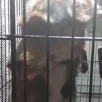 Znaleziono psa, Radom, 29 czerwca 2025