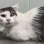 Znaleziono kota, Pieckowo, 1 lipca 2025