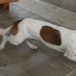 Znaleziono psa, Gdańsk, 3 lipca 2025