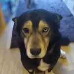 Oddam psa, Warszawa, 3 lipca 2025