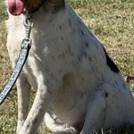 Imię:  Zbysiu Chip: 61609390302546025 Płeć : Samiec Wiek:  marzec 2024 Wielkość:  mała Kastracja/sterylizacja:  Tak Inne Psy:  Akceptuje towarzystwo suczek i psów, Dzieci:  W wieku szkolnym.  Charakte