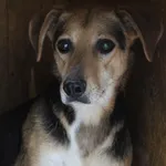 Pies do adopcji, Bełchatów, 13 lutego 2023