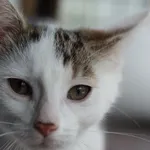 Kot do adopcji, Dłużyna Górna, 3 lipca 2025