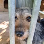 Pies do adopcji, Orzechowce, 2 lipca 2025