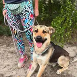 Oddam psa, Opacz-Kolonia, 3 lipca 2025