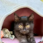 Kot do adopcji, Jelenia Góra, 21 czerwca 2025