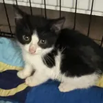 Znaleziono kota, Dobra, 3 lipca 2025