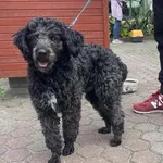 Znaleziono psa, Toruń, 28 czerwca 2025