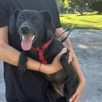 Znaleziono psa, Toruń, 2 lipca 2025