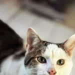 Kot do adopcji, Dłużyna Górna, 4 lipca 2025