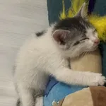 Zaginął kot, Łódź, 3 lipca 2025