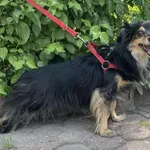 Znaleziono psa, Toruń, 3 lipca 2025