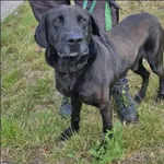 Znaleziono psa, Grudziądz, 4 lipca 2025