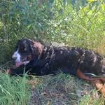 Znaleziono psa, Sowlany, 4 lipca 2025