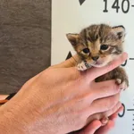 Przyjęty: 2025-07-01 Gmina: Brzeszcze Płeć: Kotka Opis: europejska, buro-białe