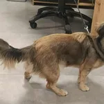 Znaleziono psa, Toruń, 29 czerwca 2025