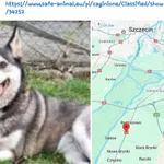 Zaginoł Pies Radziszewo Daleszewo Szczecin Łubnica Chlebowo Stare i Nowe Brynki Wysoka Gryfińska