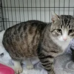 Kocurek poz. 25/359/K