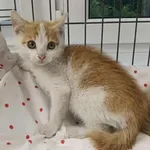 Kocurek poz. 25/353/K