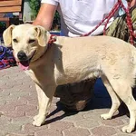 Znaleziono psa, Toruń, 3 lipca 2025