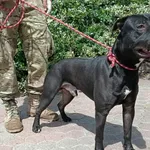 Znaleziono psa, Toruń, 28 czerwca 2025