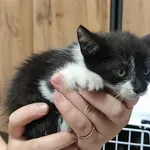 Kocurek poz. 25/371/K