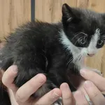 Kocurek poz. 25/368/K