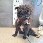 Znaleziono psa, Chełmek, 4 lipca 2025