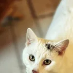 Kot do adopcji, Dłużyna Górna, 4 lipca 2025