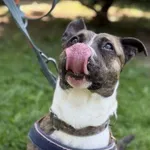 Pies do adopcji, Kraków, 20 czerwca 2025