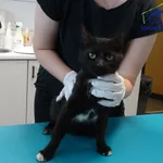 Znaleziono kota, Szczecin, 4 lipca 2025