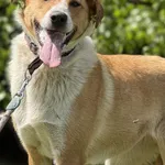 Imię:  Zyta Chip: 616093903060404 Płeć : Samica Wiek:  styczeń 2023 Wielkość:  średni Kastracja/sterylizacja:  Tak Inne Psy:  Akceptuje towarzystwo suczek i psów, Dzieci:  W wieku szkolnym.  Charakter