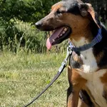 Imię:  Karol Chip: 616093903018306 Płeć : Samiec Wiek:  czerwiec 2024 Wielkość:  średni Kastracja/sterylizacja:  Tak Inne Psy:  Akceptuje towarzystwo suczek i psów, Dzieci:  W wieku szkolnym.  Charakt