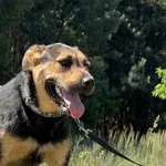 Imię:  Swen Chip: 616093903019544 Płeć : Samiec Wiek:  styczeń 2022 Wielkość:  duży Kastracja/sterylizacja:  Tak Inne Psy:  Akceptuje towarzystwo suczek i psów, Dzieci:  W wieku szkolnym.  Charakter: 