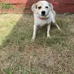 Znaleziono psa, Czartki, 4 lipca 2025